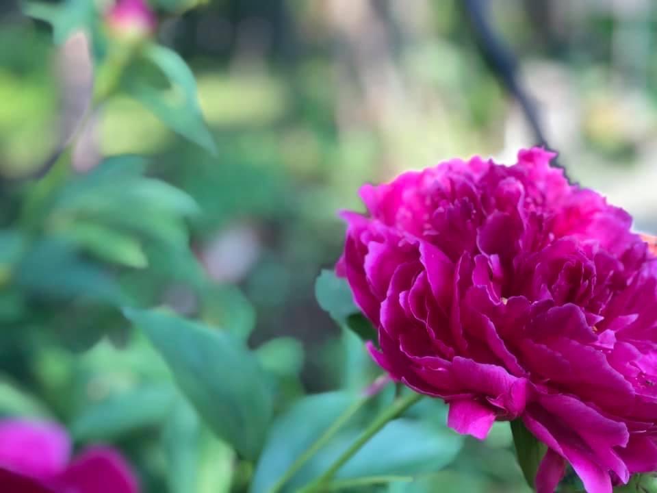 Philadelphia Flower Show Collection